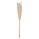 Atmosphera Set od 6 vještačkih cvijetova, Pampas, 65 cm Cijene