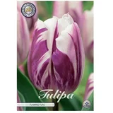  cvjetne lukovice Tulipan Triumph Flaming Flag (Botanički opis: Tulipa, Ljubičaste boje)