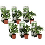 Plant in a Box hortenzija - 6 kos - hydrangea macrophylla 'wudu' - višina 25-40cm - ⌀9cm, (21757772) | Shoptok.si