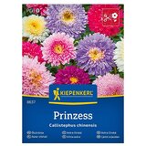 KIEPENKERL Cvetlična semena Vrtna astra Prinzess (Callistephus chinensis, Raznobarvna) | Shoptok.si
