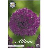  Cvjetne lukovice Luk ukrasni Allium Purple Sensation (Ljubičasta, Botanički opis: Allium) Cijene
