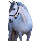 Kerbl Ular za konje kožni crni 1 Pony Eco Cene