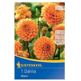 KIEPENKERL Lukovice proljetnog cvijeća Dalija Maarn (Dahlia x Hybrida, 1 Kom., Narančasta) | shoptok.hr