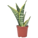 Plant in a Box taščin jezik - sanseviera trifasciata 'futura superba' - višina 35-40cm - ⌀12cm, (21757966) Cene