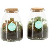  Terarij Fittonia Albivenis | shoptok.hr