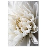  Slika - White Dahlia 80x120 | shoptok.hr
