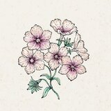  Phlox drummondii "Crème Brûlée" (Plamenka) - 1 pkt. | Shoptok.si