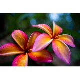 Tamron Objektiv 28-75 mm f/2.8 Di III VXD G2 Sony E | Shoptok.si