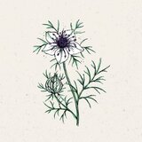 Jora Dahl Nigella papillosa "African Bride" Cene