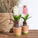 Ixia Umetna rastlina (višina 29 cm) Hyacinth – | Shoptok.si