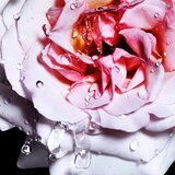 Davidoff cool water reborn toaletna voda 100 ml za ženske | Shoptok.si