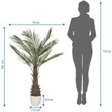 MID.YOU Umetna Rastlina Dracaena | Shoptok.si