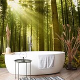  Foto tapeta - Pine forest – dense woodland in morning sunlight 450x315 | shoptok.hr