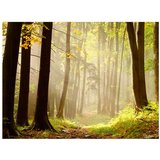  Tapeta - Mysterious forest path 300x231 | shoptok.hr