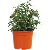  Okrugla saksija za cveće 200 pcs Terakota Ø 10 x 8 cm Plastika | shoptok.hr
