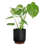 Fox & Fern Enspijk, posuda za cvijeće, drvo oraha, Polystone, ručno izrađene, 2 veličine | shoptok.hr