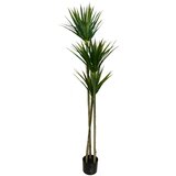 Lilium stablo dracena 1x3 155cm 599420 u