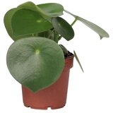 Plant in a Box poprovka - peperomia polybotrya - višina 20-30cm - ⌀12cm, (21758066) Cene