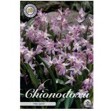  Cvjetne lukovice Chionodoxa Forbesii Pink Giant (Roza, Botanički opis: Chionodoxa) | shoptok.hr