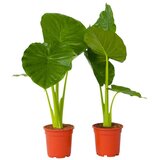 Plant in a Box alokazija - 2 kos - alocasia 'odora' - višina 55-75cm - ⌀17cm, (21757877) Cene