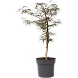 Plant in a Box japonski javor - acer palmatum 'garnet' - višina 60-70cm - ⌀19cm, (21757538) Cene
