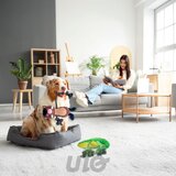 Love Story Igrača za pse Chameleon – | Shoptok.si