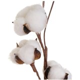 Casa Selección Sušena rastlina (višina 55 cm) Cotton – | Shoptok.si