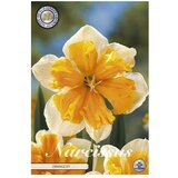  Cvjetne lukovice Narcisa Splitcrown Orangery (Narančasta, Botanički opis: Narcissus) u