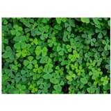  Tapeta - Green Clover 350x245 | shoptok.hr