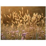  Tapeta - Awakening ceral field 200x154 | shoptok.hr