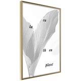  Poster - Calathea Leaves 40x60 Cijene