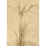 Venture Home poster Plant Art 21 × 30 cm, bež | shoptok.hr