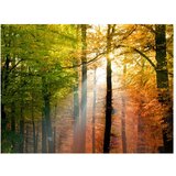  Tapeta - Beautiful autumn 250x193 | shoptok.hr