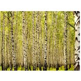  Tapeta - Birch forest 200x154 | shoptok.hr