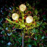 Rebel ukrasne solarne vrtne lampe - ukrasni češnjak | shoptok.hr