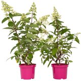 Plant in a Box hortenzija - 2 kos - hydrangea paniculata 'pinky winky' - višina 25-40cm - ⌀19cm, (21757519) Cene