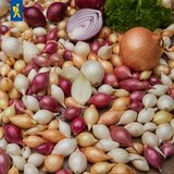 KIEPENKERL Zimska čebula "Trio-Mix" - 50 k. u
