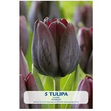  Cvjetne lukovice Tulipan Ronaldo (Tamno crvena, Botanički opis: Tulipa)
