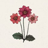  Dalija "Bishops's Children" Cene