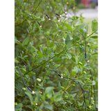 Markslöjd 108178-LED Spoljašnja božićna zavesa GARDEN24 160xLED/24V 2x2m topla bela | Eponuda.com