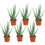 Plant in a Box aloe vera - 6 kos - aloe barbadensis - višina 25-40cm - ⌀10,5cm, (21758244) Cene