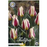  Cvjetne lukovice Tulipan Greigii Mary (Bijela, Botanički opis: Tulipa) Cijene