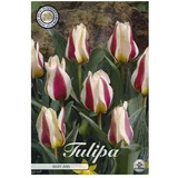  cvjetne lukovice Tulipan Greigii Mary (Bijela, Botanički opis: Tulipa)