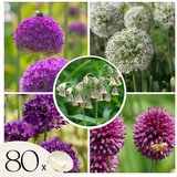 Plant in a Box Luk - 80 kos - Allium - Cvetne čebulice, (21755646) | Shoptok.si