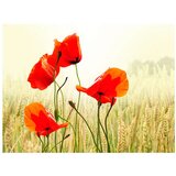  Tapeta - The beauty of wild poppies 250x193 | shoptok.hr