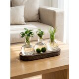 Sinsay Set za razmnožavanje biljaka s tri epruvete na postolju | shoptok.hr