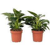 Plant in a Box filodendron - 2 kos - philodendron 'white wave' - višina 25-40cm - ⌀12cm, (21758221) cene