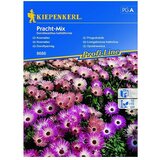 KIEPENKERL Profi-Line Cvetlična semena Opoldnevnica Pracht - Mix (Dorotheanthus bellidiformis, Različne barve) | Shoptok.si