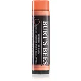 Tinted Lip Balm balzam za ustnice odtenek Zinnia 4.25 g