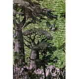 Baobab Collection Sacred Trees Touba mirisna svijeća 1100 g | shoptok.hr